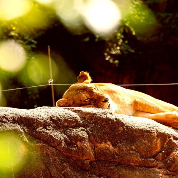 It’s So Hot in Japan That Zoo Animals Are Dropping Dead