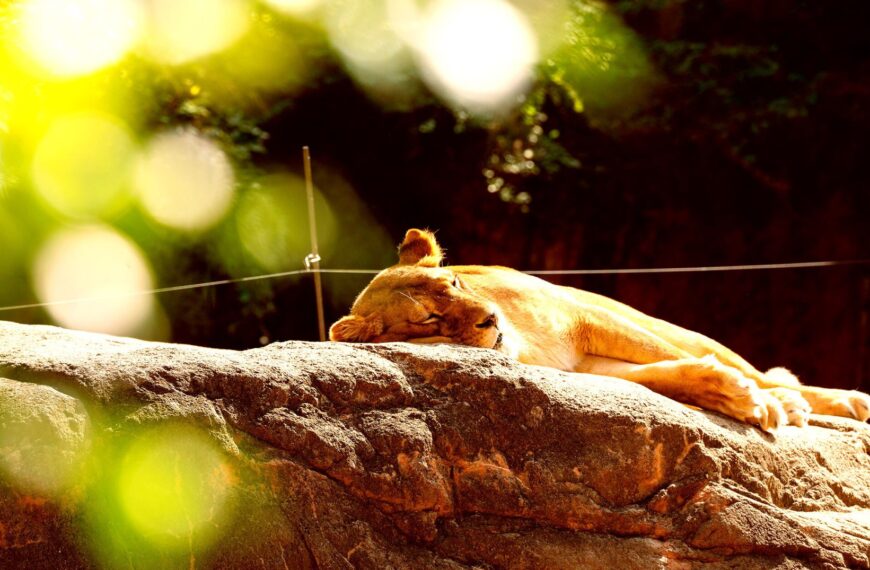 It’s So Hot in Japan That Zoo Animals Are Dropping Dead