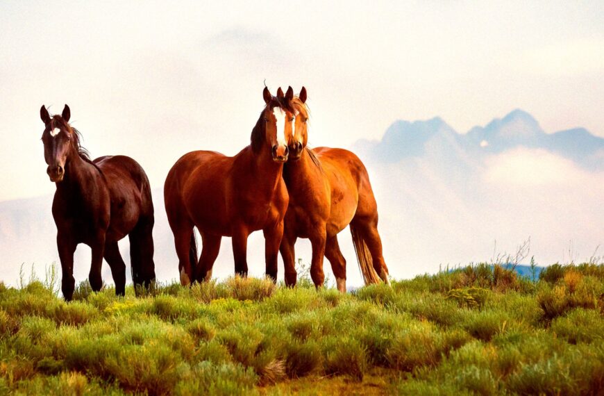 Trump Admin Enabling the Systematic Slaughtering of Thousands of Wild Horses