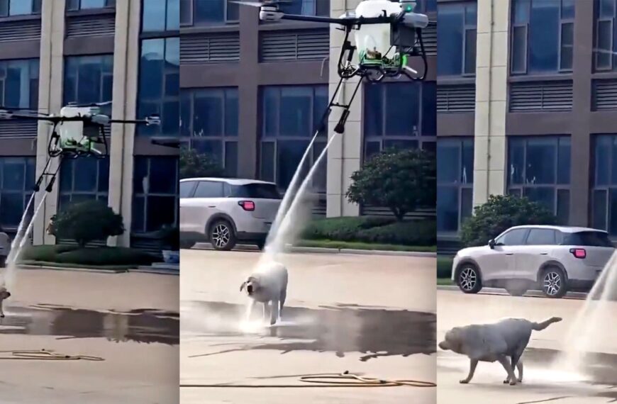 Video Shows Huge Drone Descending on Unsuspecting Dog and Blasting It With Water