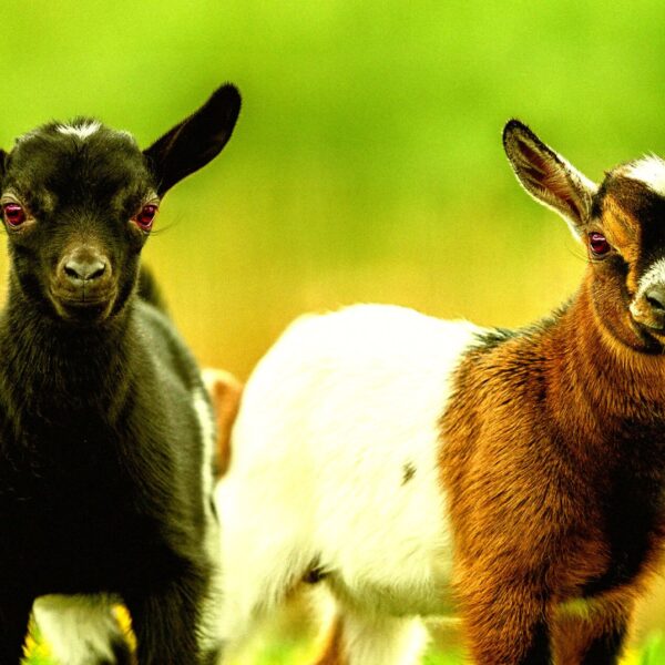 “Nightmare”: Children’s Petting Zoo Horrified to Realize Its&hellip;