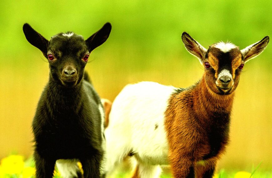 “Nightmare”: Children’s Petting Zoo Horrified to Realize Its Adorable Animals Are Carrying Rabies