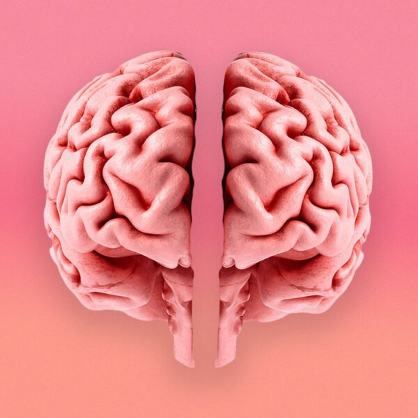 Stanford Scientists Find That the Human Brain Is&hellip;
