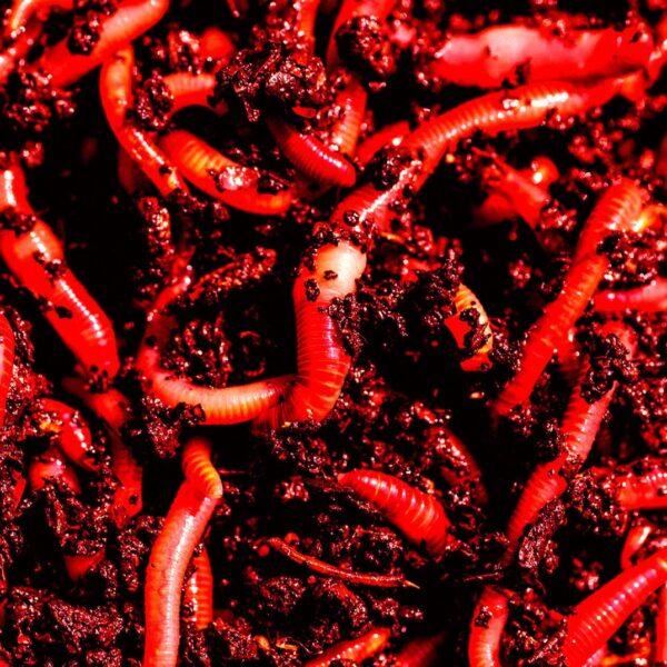 Anthropic Warns “AI Worms” Will Infect Your Smart&hellip;