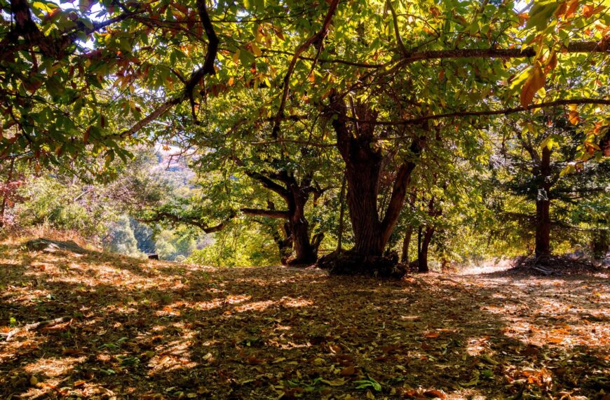 One of America’s Last Remaining Chestnut Groves Could Soon Be Wiped Out to Make Room for an AI Data Center