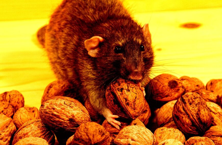 94 Year-Old Electronics Billionaire Accused of Hiring Goons to Infest Chicago With Huge Rat Swarm