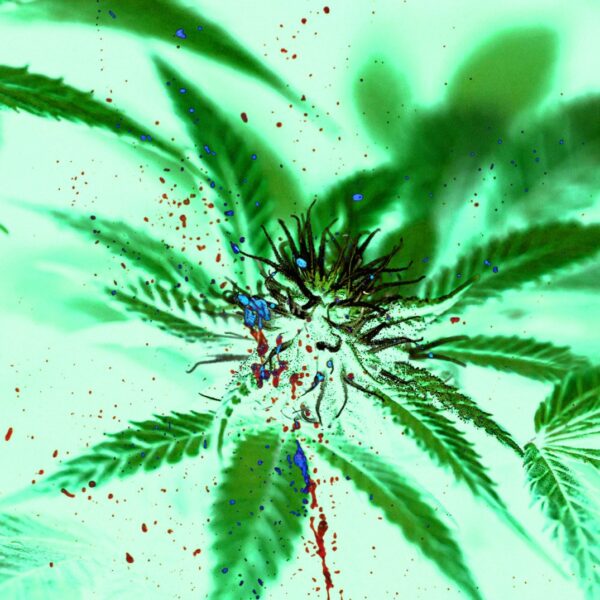 Marijuana Linked to Rampant Violence