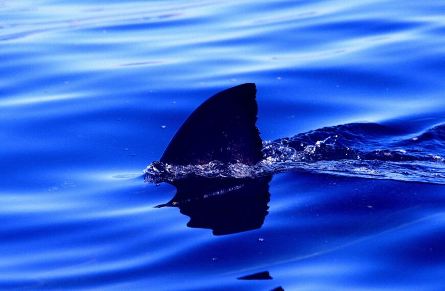 New Jersey So Flooded That a Shark Was Spotted Swimming Through a Suburban Neighborhood