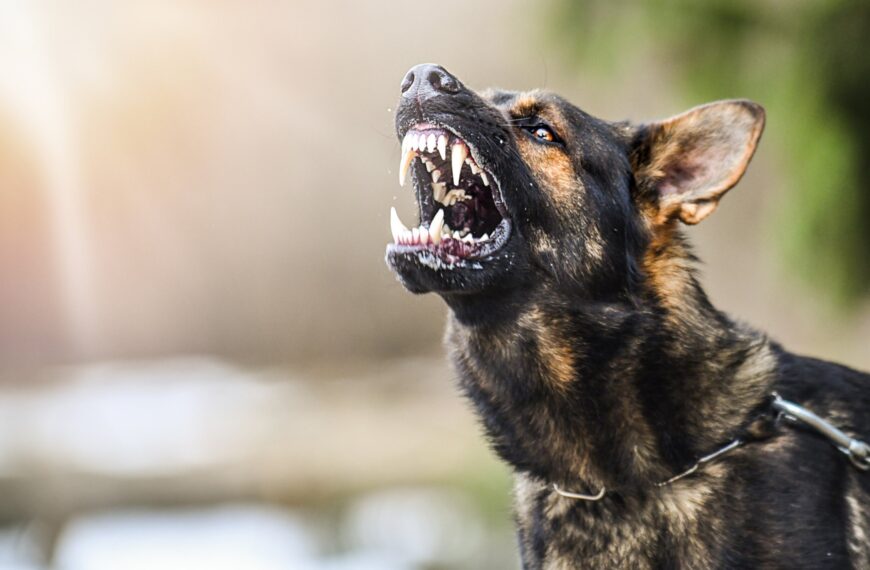 Palmer Luckey Says He’s Breeding Genetically Enhanced Dogs for the Military