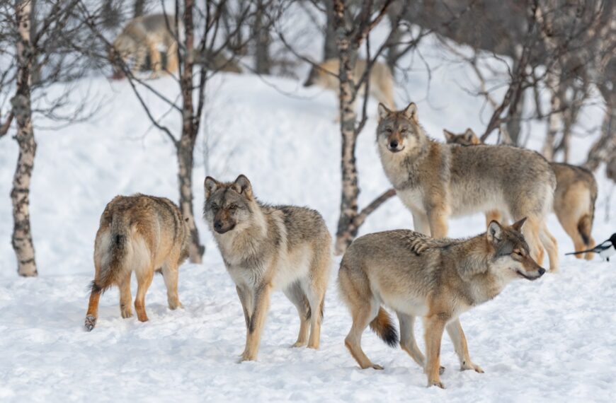 Wolves Descend on Finnish Villages After Google Hacked Down 1,300 Acres of Habitat to Make Room for AI Data Centers